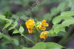 Cassia hirsuta